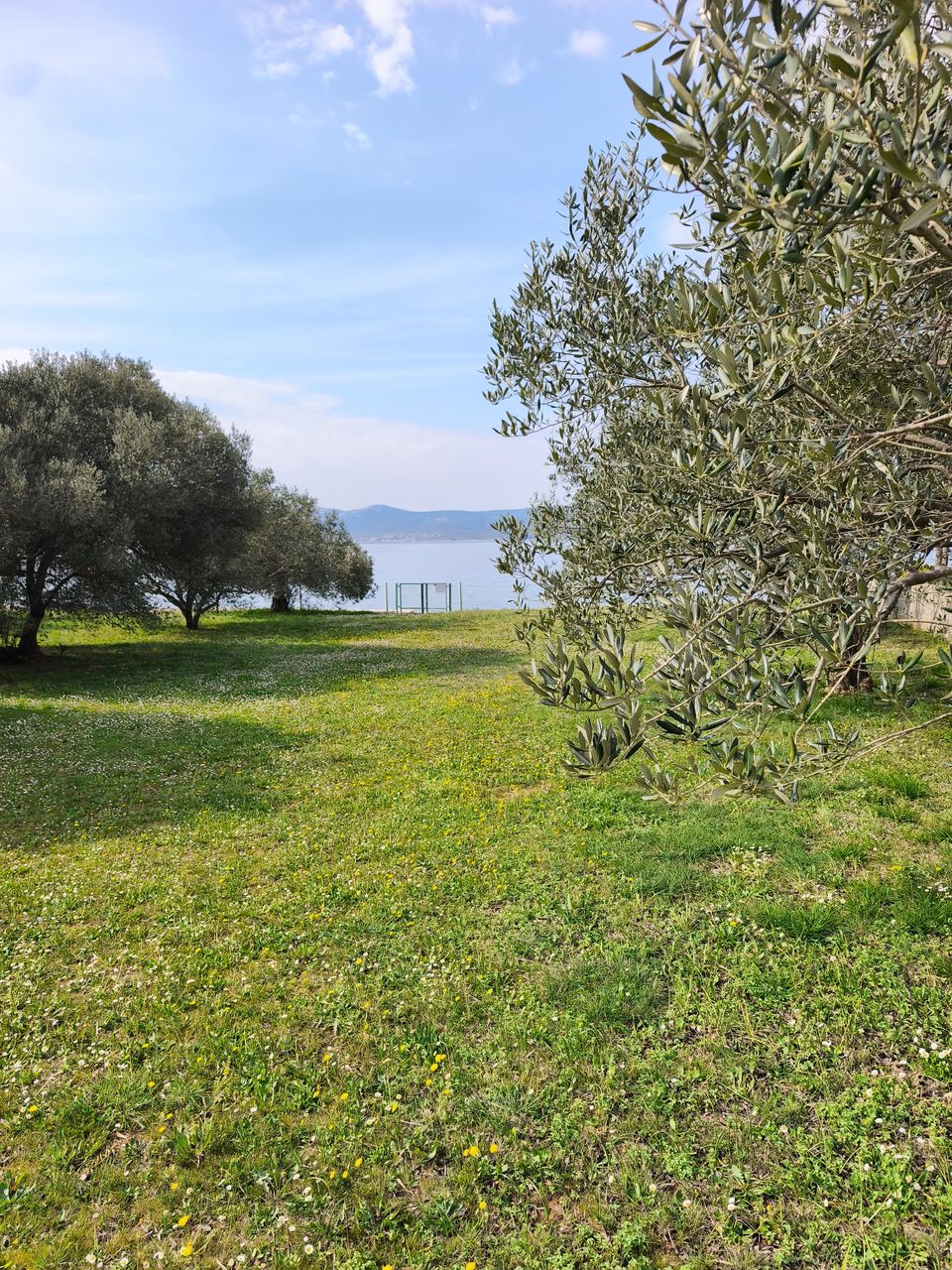 Villa Diana — dvorište s maslinama i pogledom na more, proljeće